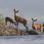 Mule Deer