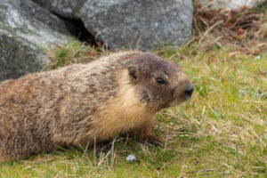 Yellow-bellied Marmot 1